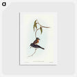 アートポストカード-Plumbeous Flycatcher
 - オーストラリアの鳥 Postcard.
