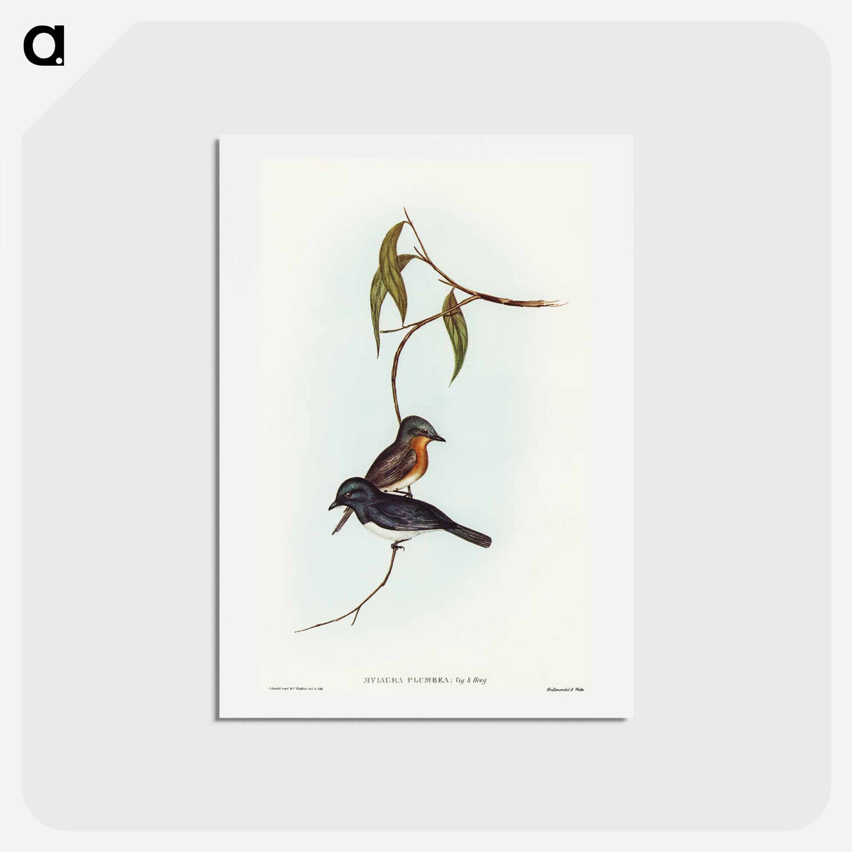アートポストカード-Plumbeous Flycatcher
 - オーストラリアの鳥 Postcard.