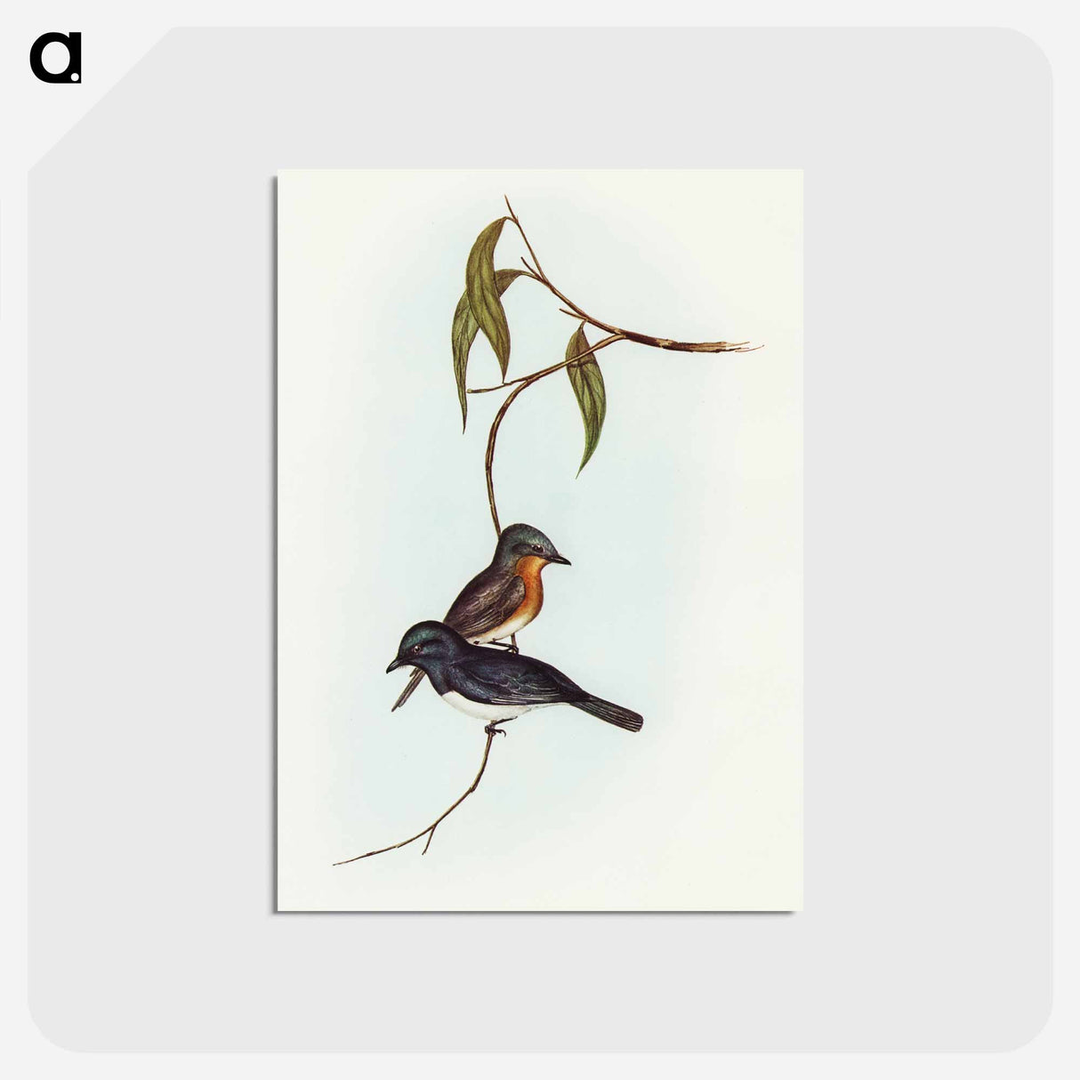 アートポストカード-Plumbeous Flycatcher
 - オーストラリアの鳥 Postcard.