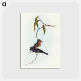 アートポストカード-Plumbeous Flycatcher
 - オーストラリアの鳥 Postcard.