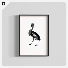 アートポスター-Crowned Crane from Adventures in the Far Interior of South Africa
 - 大英図書館 Poster.