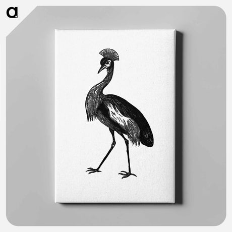 アートパネル-Crowned Crane from Adventures in the Far Interior of South Africa
 - 大英図書館 Canvas.