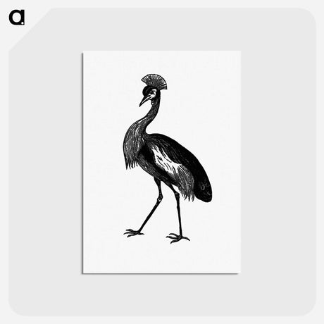 アートポストカード-Crowned Crane from Adventures in the Far Interior of South Africa
 - 大英図書館 Postcard.