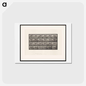 アートポストカード-Running Buck
 - エドワード マイブリッジ Postcard.