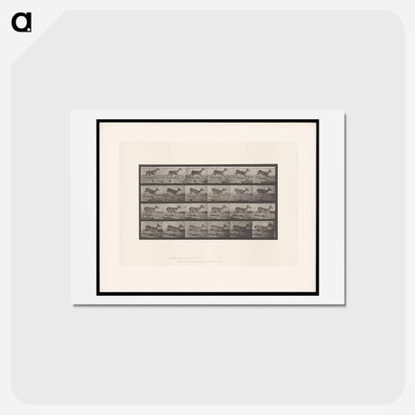 アートポストカード-Running Buck
 - エドワード マイブリッジ Postcard.