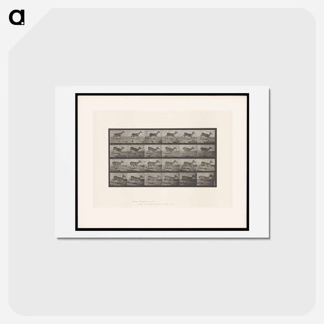 アートポストカード-Running Buck
 - エドワード マイブリッジ Postcard.