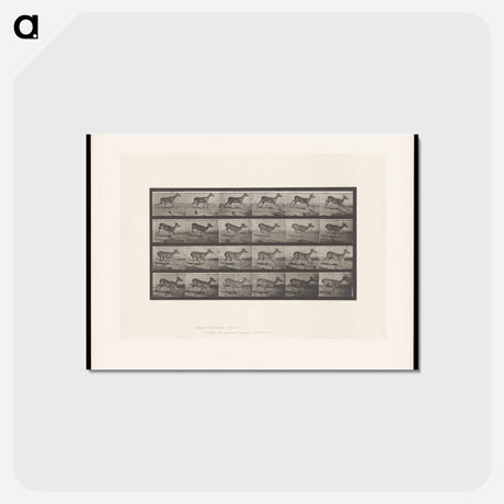 アートポストカード-Running Buck
 - エドワード マイブリッジ Postcard.