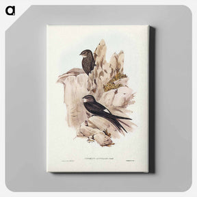 アートパネル-Australian Swift
 - ジョン グールド Canvas.