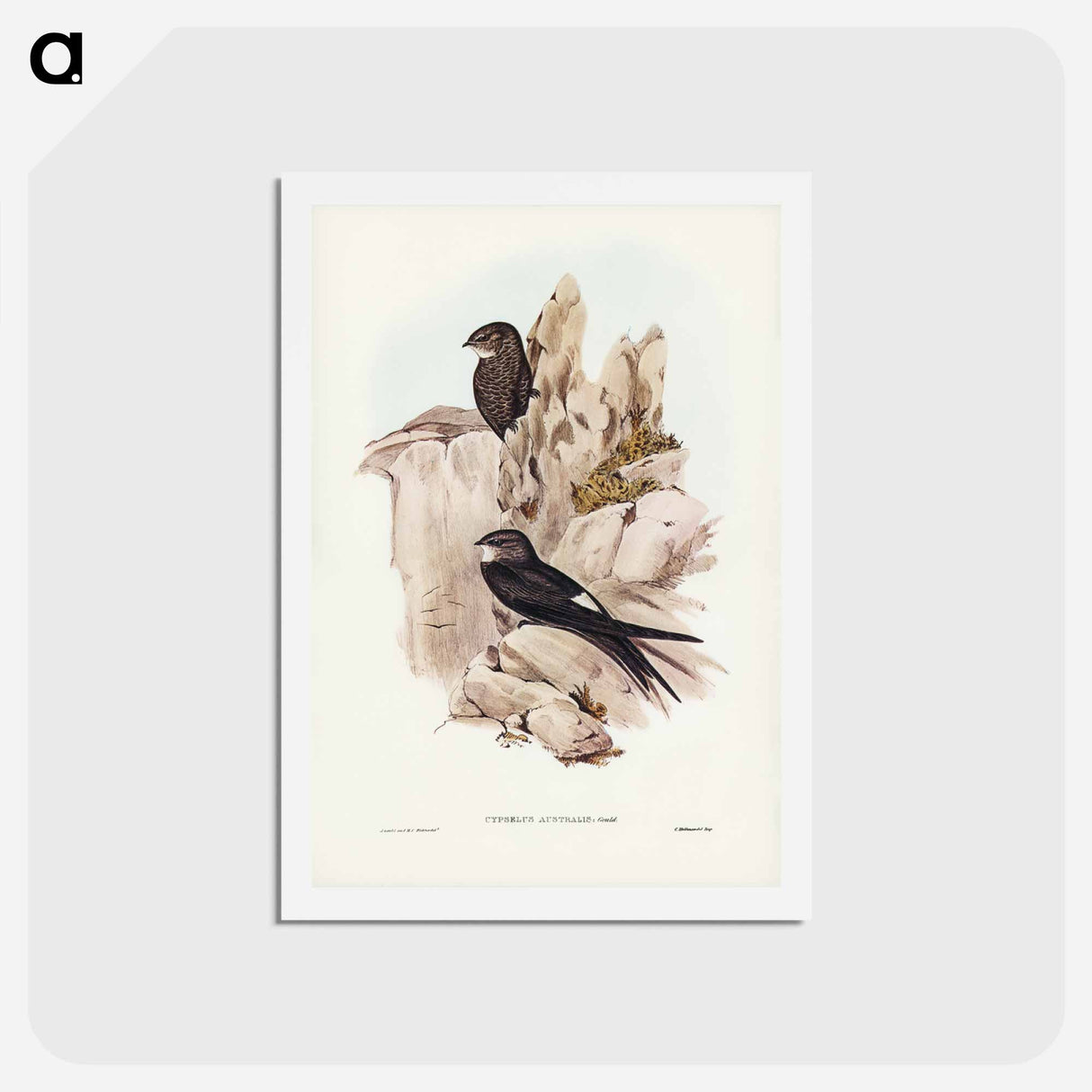 アートポストカード-Australian Swift
 - ジョン グールド Postcard.