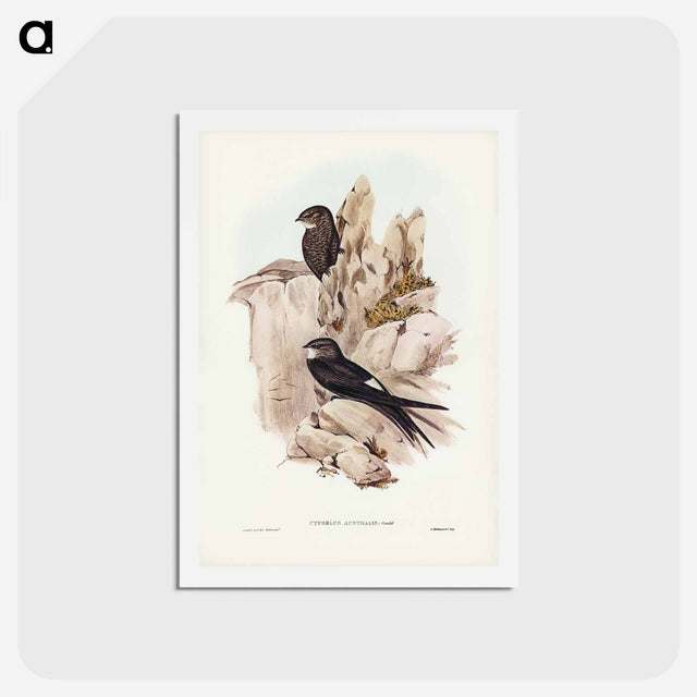 アートポストカード-Australian Swift
 - ジョン グールド Postcard.