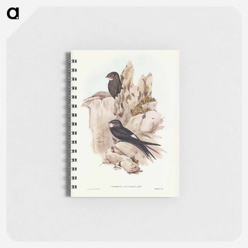 Australian Swift
 - ジョン グールド Memo.