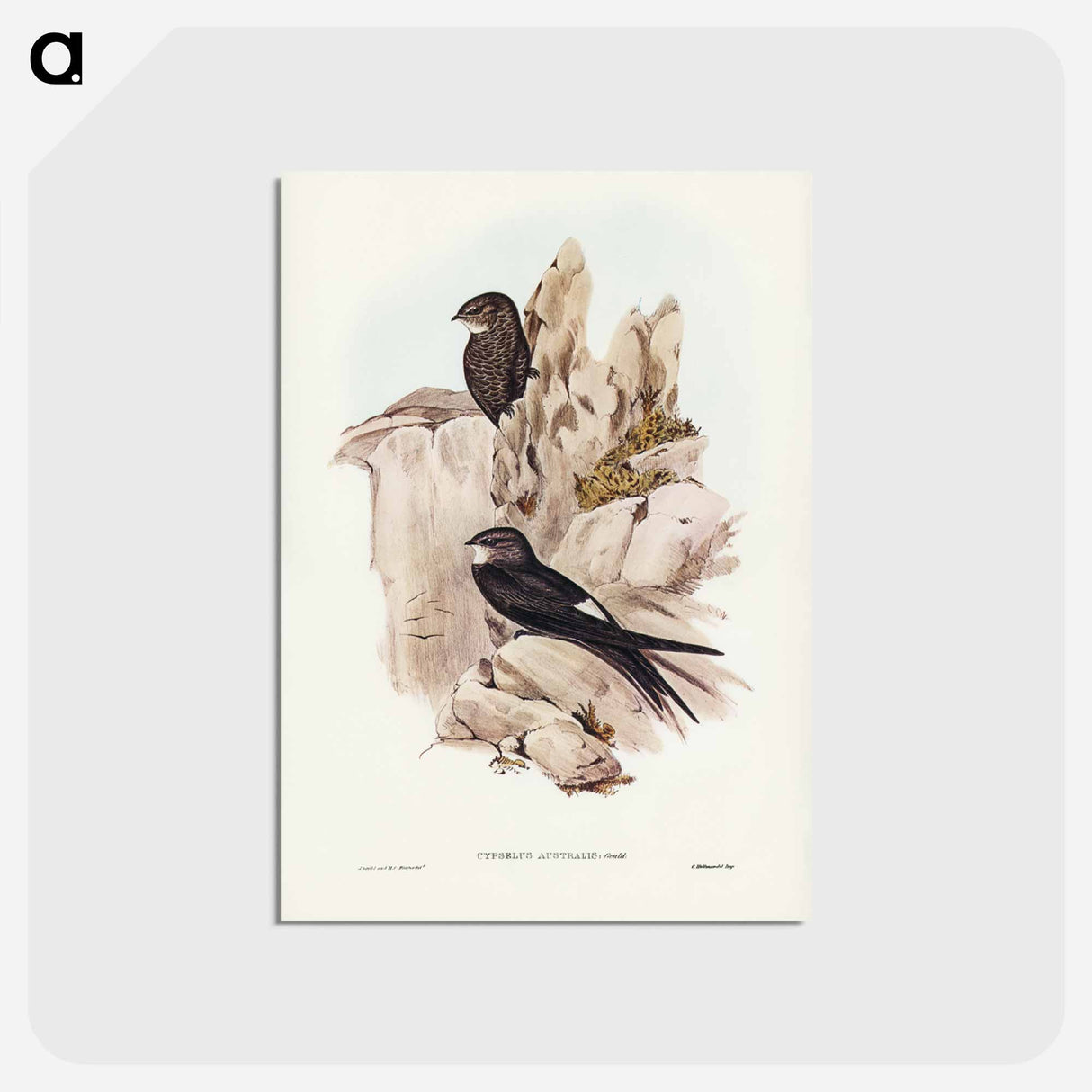 アートポストカード-Australian Swift
 - ジョン グールド Postcard.