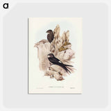 アートポストカード-Australian Swift
 - ジョン グールド Postcard.