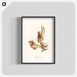 アートポスター-Rufous Tree-Creeper
 - オーストラリアの鳥 Poster.