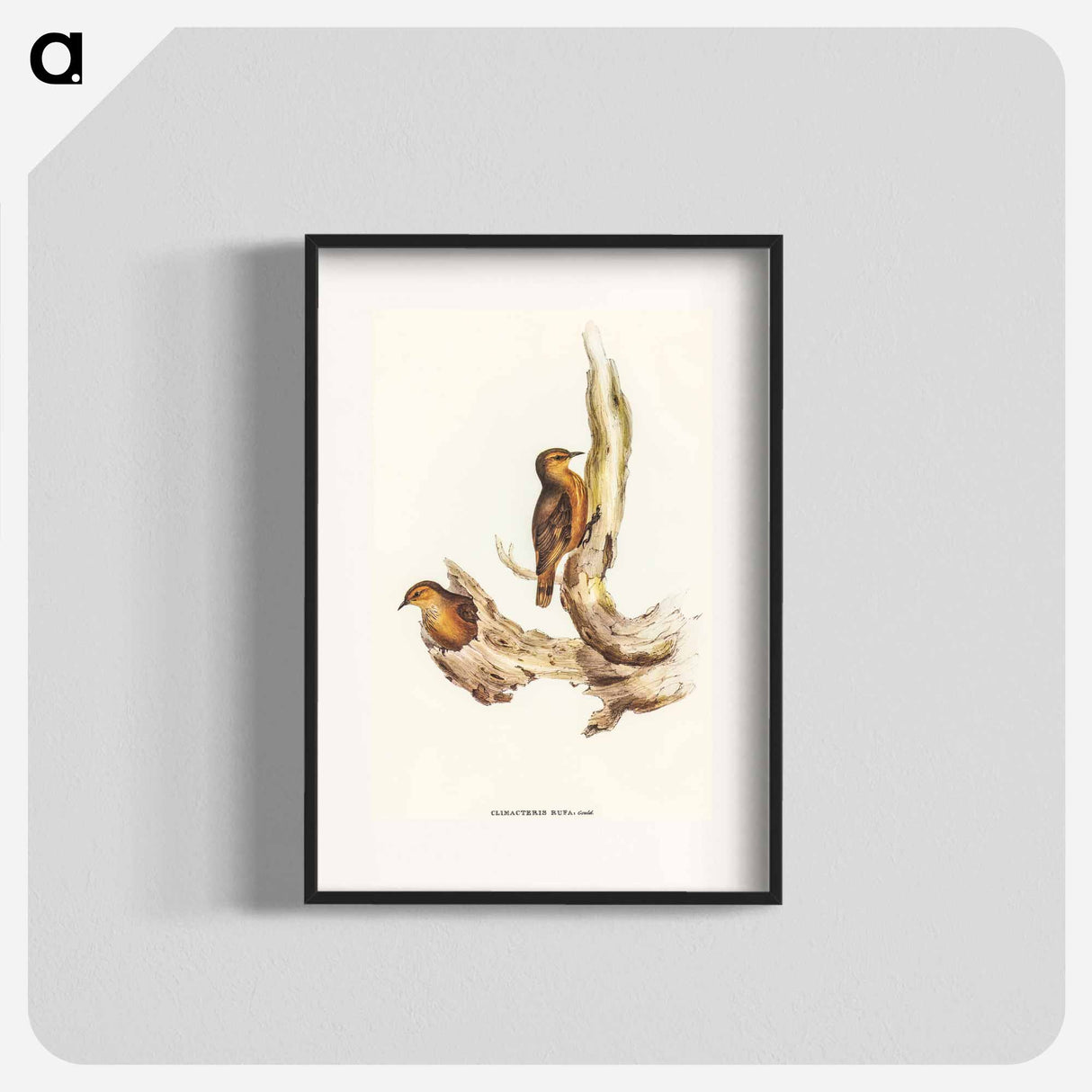 アートポスター-Rufous Tree-Creeper
 - オーストラリアの鳥 Poster.