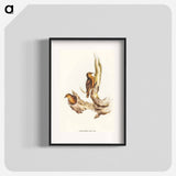 アートポスター-Rufous Tree-Creeper
 - オーストラリアの鳥 Poster.