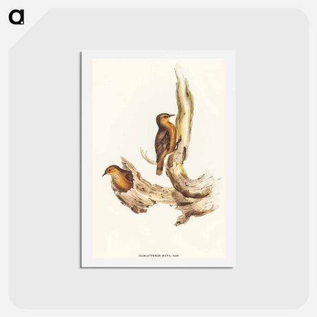 アートポストカード-Rufous Tree-Creeper
 - オーストラリアの鳥 Postcard.