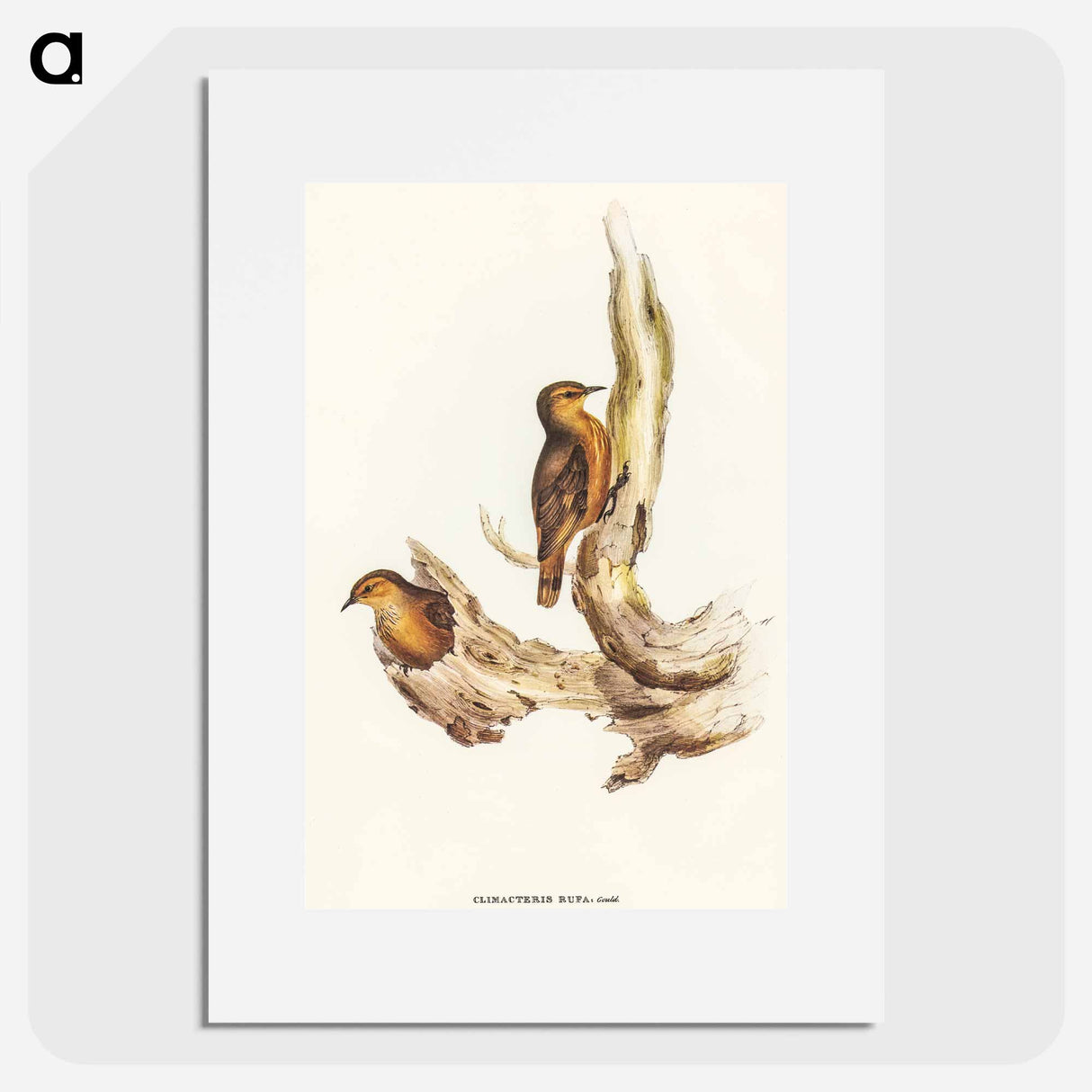 アートポスター-Rufous Tree-Creeper
 - オーストラリアの鳥 Poster.