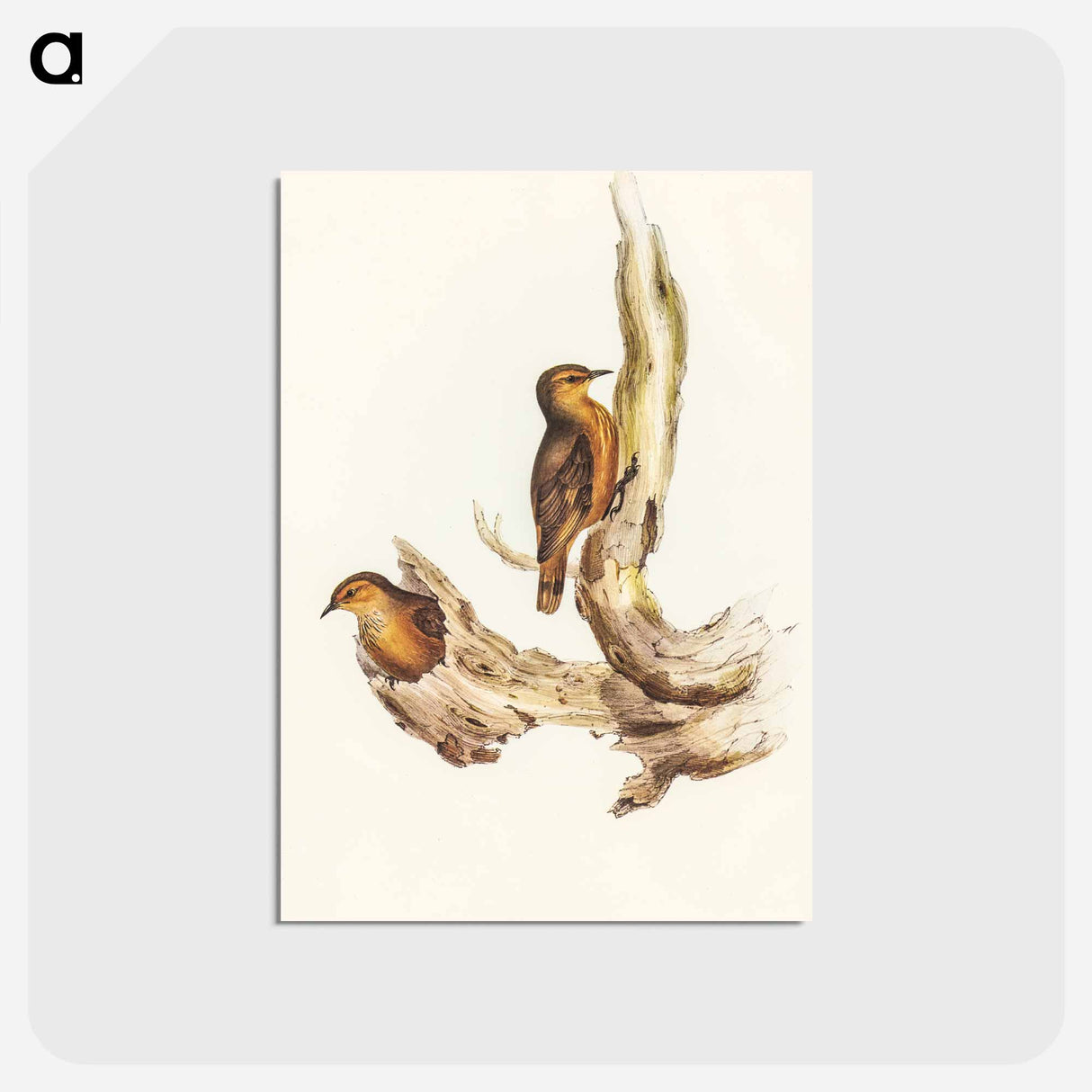 アートポストカード-Rufous Tree-Creeper
 - オーストラリアの鳥 Postcard.