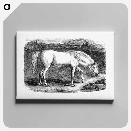 アートパネル-Arabian Horse
 - 大英図書館 Canvas.
