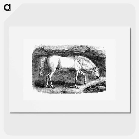 アートポスター-Arabian Horse
 - 大英図書館 Poster.