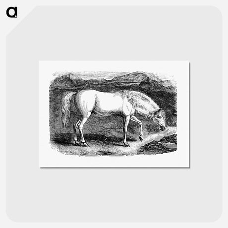 アートポストカード-Arabian Horse
 - 大英図書館 Postcard.
