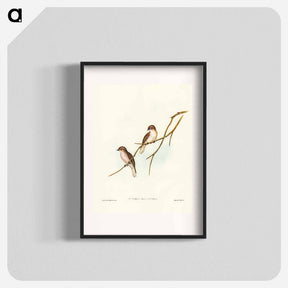 アートポスター-Great-winged Flycatcher
 - ジョン グールド Poster.