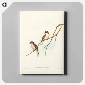 アートパネル-Great-winged Flycatcher
 - ジョン グールド Canvas.