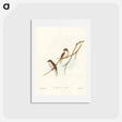 アートポストカード-Great-winged Flycatcher
 - ジョン グールド Postcard.