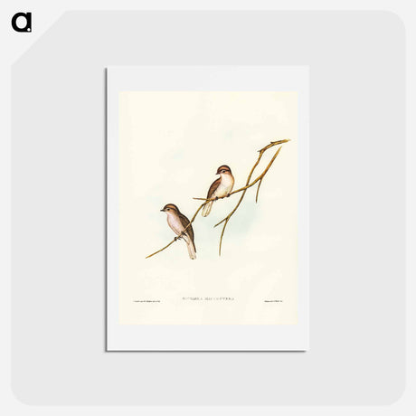 アートポストカード-Great-winged Flycatcher
 - ジョン グールド Postcard.