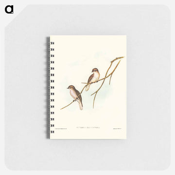 Great-winged Flycatcher
 - ジョン グールド Memo.