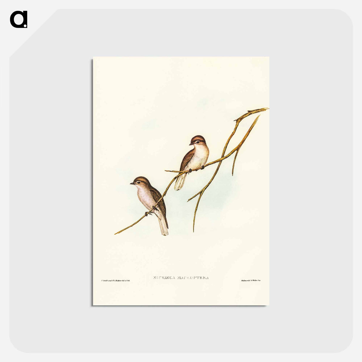 アートポストカード-Great-winged Flycatcher
 - ジョン グールド Postcard.