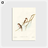 アートポストカード-Great-winged Flycatcher
 - ジョン グールド Postcard.