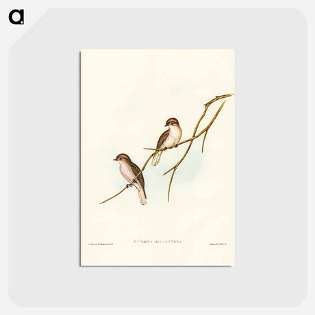 アートポストカード-Great-winged Flycatcher
 - ジョン グールド Postcard.