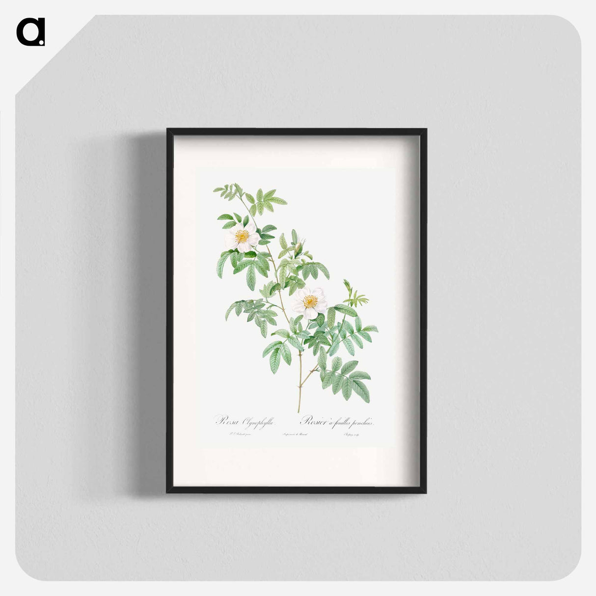 Clinophylla - ピエール ジョゼフ ルドゥーテ Poster.