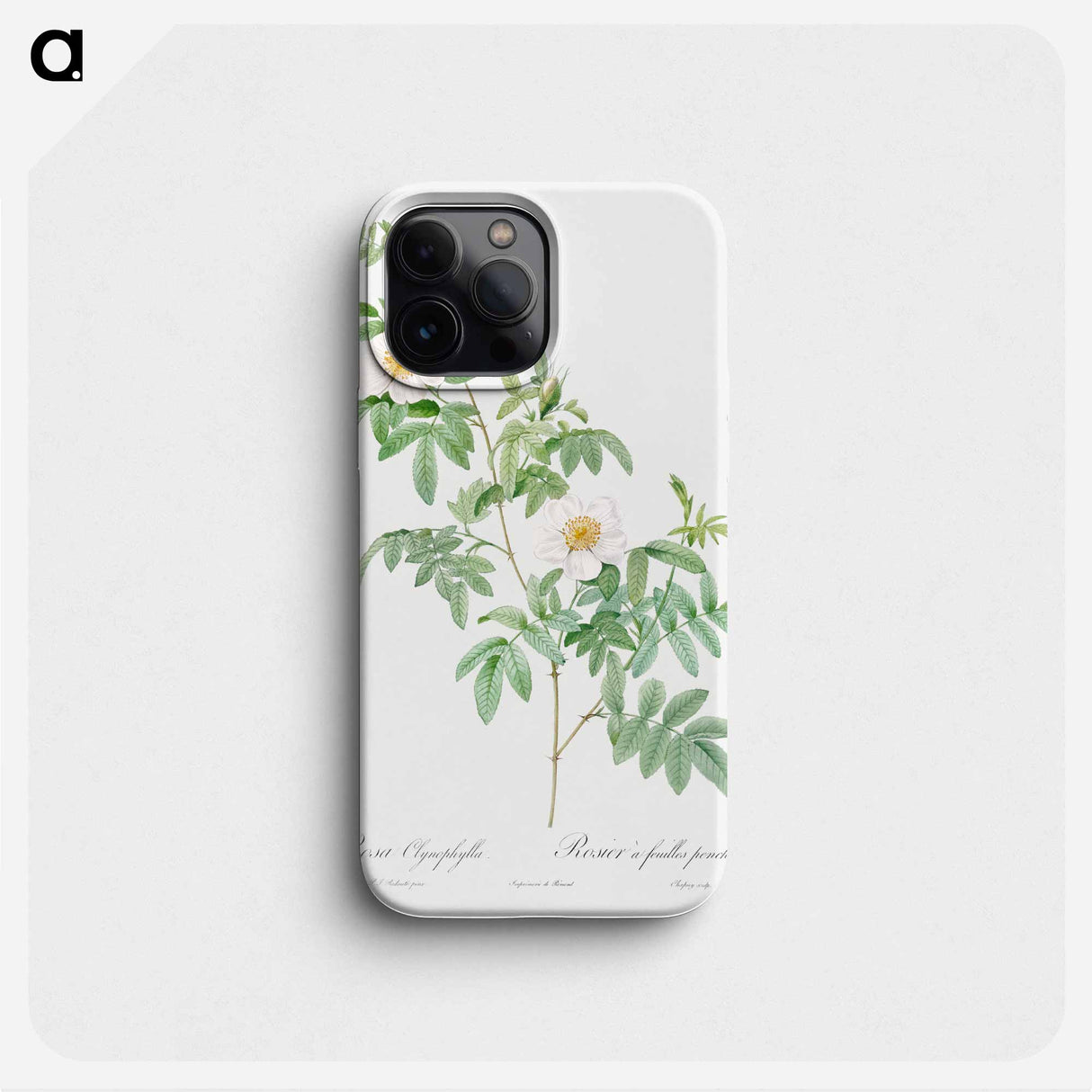Clinophylla - ピエール ジョゼフ ルドゥーテ Phone Case.