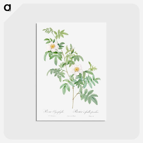 アートポストカード-Clinophylla - ピエール ジョゼフ ルドゥーテ Postcard.