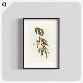 アートポスター-Yellow-bellied Flycatcher
 - オーストラリアの鳥 Poster.