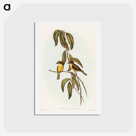 アートポストカード-Yellow-bellied Flycatcher
 - オーストラリアの鳥 Postcard.