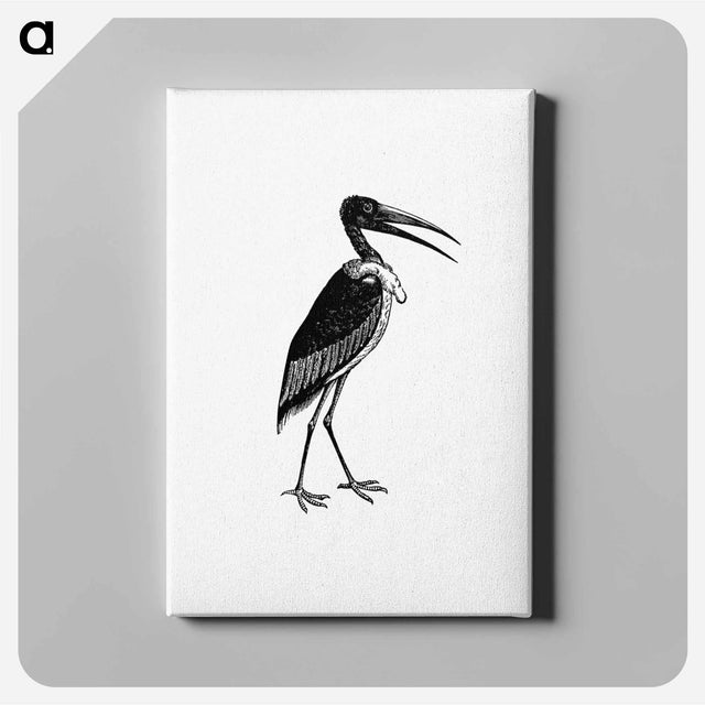アートパネル-Greater Adjutant
 - 大英図書館 Canvas.
