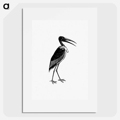 アートポスター-Greater Adjutant
 - 大英図書館 Poster.