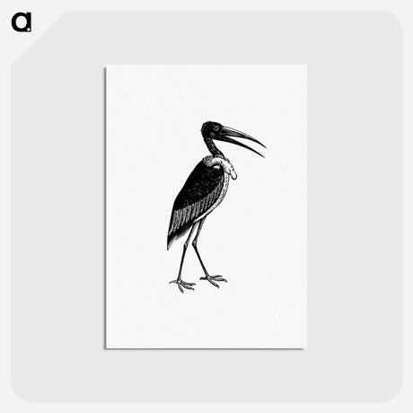 アートポストカード-Greater Adjutant
 - 大英図書館 Postcard.