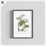 Sweet acacia - Pierre Joseph Redouté Poster.