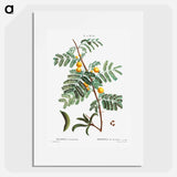 Sweet acacia - Pierre Joseph Redouté Poster.