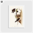 アートポストカード-White-rumped Wood Swallow
 - オーストラリアの鳥 Postcard.