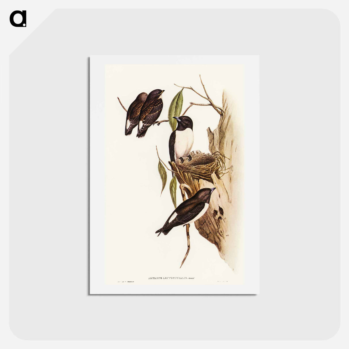アートポストカード-White-rumped Wood Swallow
 - オーストラリアの鳥 Postcard.