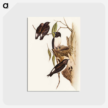 アートポストカード-White-rumped Wood Swallow
 - オーストラリアの鳥 Postcard.