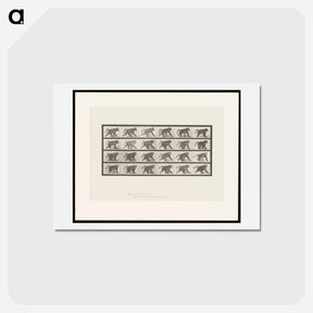 アートポストカード-Baboon Walking
 - エドワード マイブリッジ Postcard.