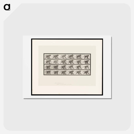 アートポストカード-Baboon Walking
 - エドワード マイブリッジ Postcard.