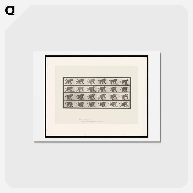 アートポストカード-Baboon Walking
 - エドワード マイブリッジ Postcard.
